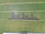 Sawah Bermotif Bebek Ini Ada Di Sleman