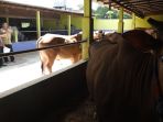 tim-pemantau-inflasi-daerah-istimewa-yogyakarta-tpid-diy-memantau-sejumlah-sapi_20180815_154347.jpg
