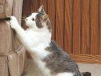 tips-mencegah-kucing-menggaruk-sofa-dan-kursi.jpg