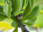 ular-di-pohon-pisang_20180802_075033.jpg