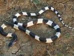 ular-weling-atau-mayalan-krait.jpg