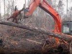 video-orangutan-melawan-ekskavator.jpg
