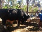 warga-watugilang-gunungkidul-dapat-bantuan-sapi-dari-presiden-jokowi.jpg