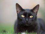 waspada-jika-anda-mimpi-bertemu-kucing-hitam.jpg