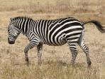 zebra_20160303_133818.jpg