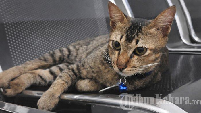 VAKSIN HEWAN - Ilustrasi seekor kucing peliharaan bernama Kochel di Tanjung Selor, Kalimantan Utara. Dinas Pertanian Kabupaten Bulungan melalui Puskeswan membuka layanan pengobatan hingga vaksinasi hewan peliharaan secara gratis, Rabu (1/4/2026).