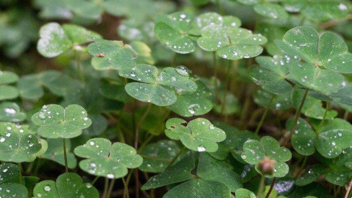 5 Manfaat Daun Semanggi untuk Diabetes Lengkap dengan Cara Mengolah, Tetap Perhatikan Efek Samping