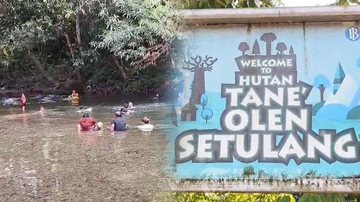 MAGNET WISATAWAN - Objek wisata Tane Olen di Desa Setulang, Malinau, Kaltara, foto diambil pada Minggu (20/4/2025). Tane Olen menjadi destinasi paling populer di Malinau Kaltara 3 tahun terakhir. Selain keindahan alam, faktor jarak menjadi penentu angka kunjungan wisatawan ke destinasi. (ARSIP - TribunKaltara.com/Mohamad Supri)