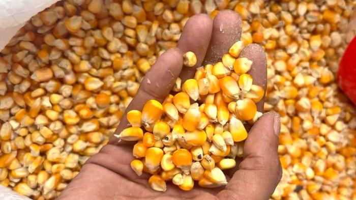 ‎JAGUNG KERING - Jagung kering produksi petani di Malinau, Kalimantan Utara. Pemerintah daerah mematok target tanam seluas 280 hektare pada tahun 2026 dengan fokus peningkatan produktivitas hasil panen. ‎(TRIBUNKALTARA.COM/MOHAMMAD SUPRI)