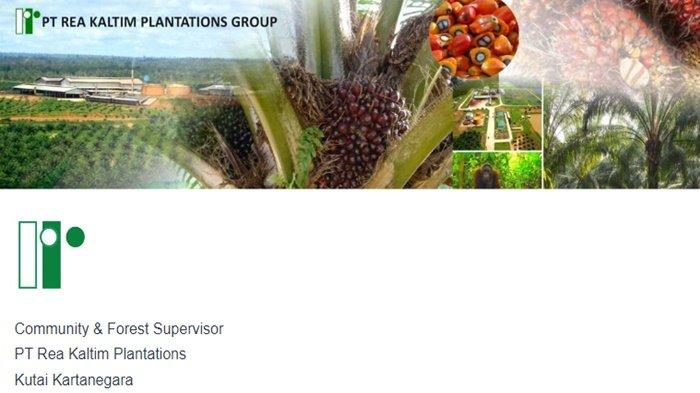 Lowongan Kerja di Kutai Kertanegara Perusahaan Kelapa Sawit PT REA Kaltim Plantations, Cek Syaratnya