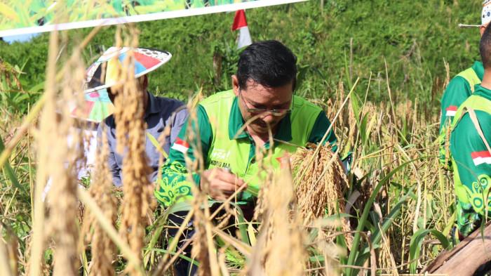 Tiga Daerah Ini Jadi Penopang Ketahanan Pangan di Kaltara, Produksi Padi Naik 27 Persen Tahun 2024
