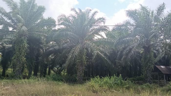 Perkebunan di Bulungan 02 16092025.jpg