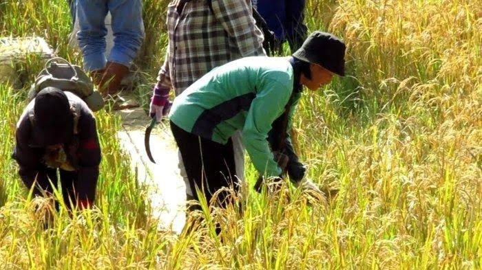 PANTUN HARI TANI - Petani di Malinau sedang memanen hasil pertanian di Malinau, Kalimantan Utara. Simak kumpulan pantun tentang pertanian berikut ini untuk peringati Hari Tani Nasional tanggal 24 September 2025.