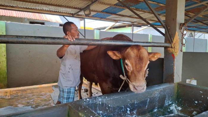 SAPI LIMOUSIN  - Tampak sapi limousin bantuan Presiden RI untuk Idul Adha 2026 tahun ini, terpilih jenis limousin bernama Mike Tyson berokasi di Kelurahan Karang Harapan Kota Tarakan.
