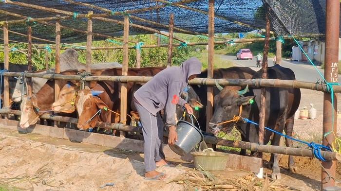 PEMBERIAN PAKAN - Tampak pekerja dan penjaga sapi di wilayah Pasir Putih Kota Tarakan memberikan pakan untuk sapi yang siap dikurbakan. Penjualan sapi di Pasir Putih Tarakan mulai menggeliat jelang Idul Adha 2026, harga dibanderol mulai  Rp 20 Juta hingga Rp 70 Juta per ekor. TRIBUNKALTARA.COM/ANDI PAUSIAH