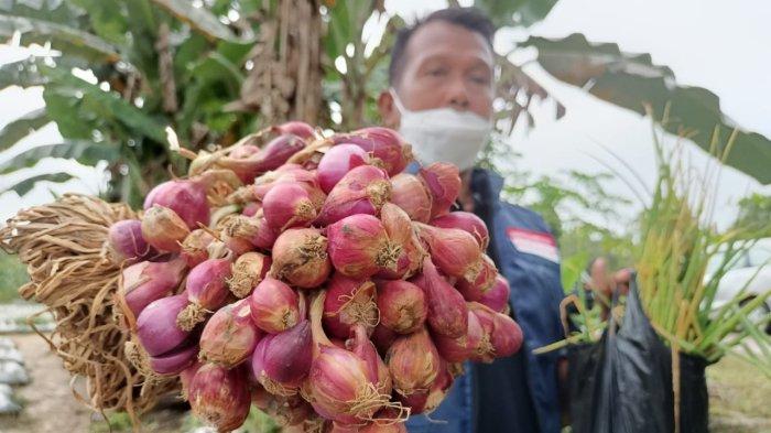 MANFAAT BAWANG MERAH - Sri Darmawan, Ketua Kelompok Tani Flora dan Fauna saat menunjukkan hasil panen perdana dari tanam pertama bibit bawang merah Bima Brebes di area Kelurahan Juata Permai, Minggu (28/11/2021). Lihat manfaat bawang merah bagi kesehatan berikut, lawan obesitas, kurangi gejala PMS.