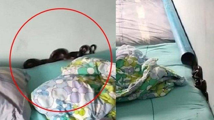 Cerita Ibu di Thailand Gelisah Bayinya Nangis Semalam, Ternyata Ada Ular 2 Meter di Balik Bantalnya