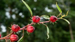 Bunga-rosella-1.jpg