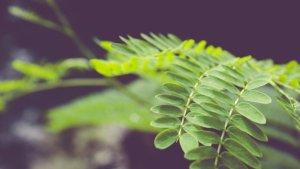 Daun-kelor-13-Juli-2025.jpg