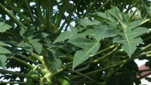 Daun-pepaya-1.jpg