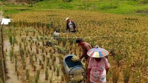 Gagal-panen-01-23092025jpg.jpg
