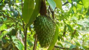 Manfaat-buah-sirsak-1.jpg
