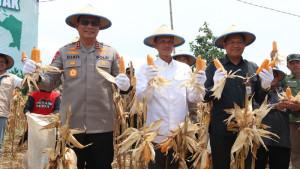 Panen-jagung-kuartal-III-dilaksanakan-Polres-Tarakan-etj.jpg
