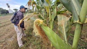 Penampakan-tanaman-jagung-di-Tarakan.jpg