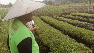Petani-hortikultura-di-Bulungan-06102025jpg.jpg