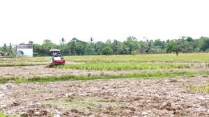 Proses-cewak-sawah-di-lahan-pertanian-Desa-Sajau-Hilir-rhgt.jpg
