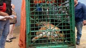 Proses-evakuasi-Harimau-yang-dipelihara-secara-ilegal-di-Samarinda-dthf.jpg