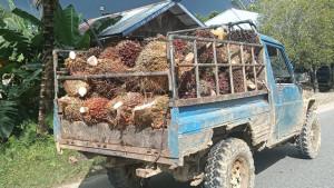 Salah-satu-pabrik-pengolahan-kelapa-sawit-di-Bulungan-061025.jpg