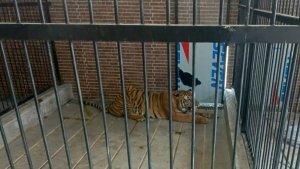 harimau-mangsa.jpg