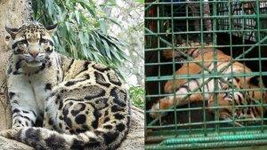 kolase-macan.jpg