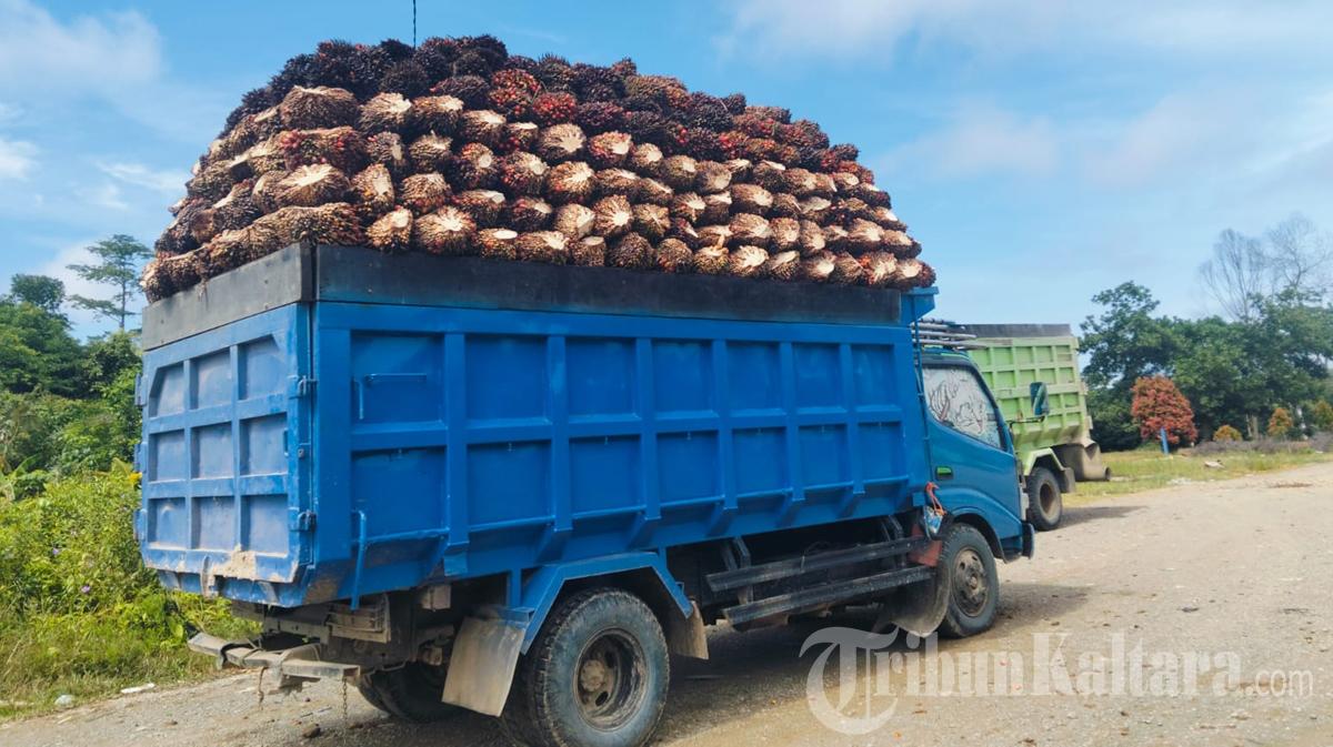 20012026-truk-pengangkut-sawit.jpg