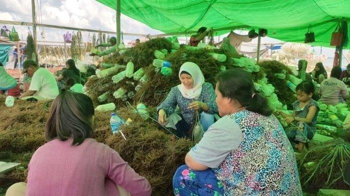 Aktivitas-warga-mabettang-atau-mengikat-rumput-laut-di-sebuah-pondok-rumput-laut.jpg