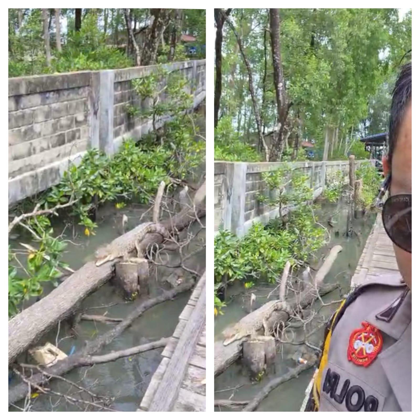 Buaya Muara Kerap Muncul di Permukiman Warga, PMK Tarakan Tegaskan Bukan Tupoksinya: Ada di KKP