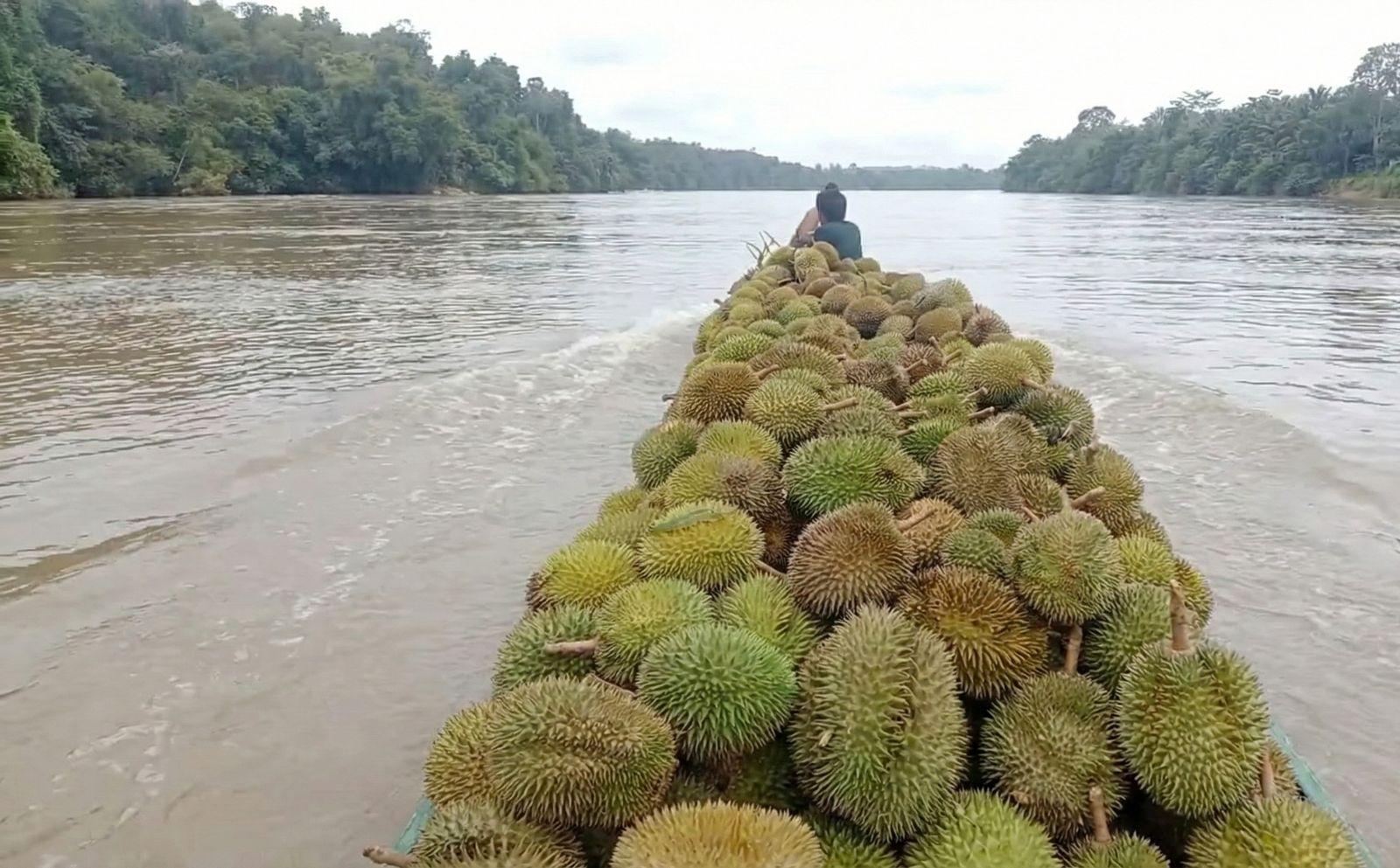 Durian-di-Malinau-01-19012026jpg.jpg