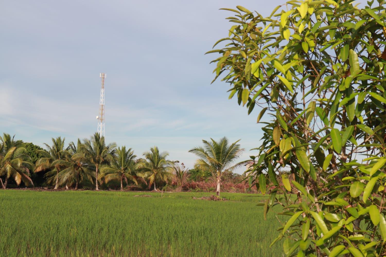 Target Swasembada Pangan, Pemkab Bulungan Kembangkan 8 Ribu Lahan Dalam Program Pertanian Milenial