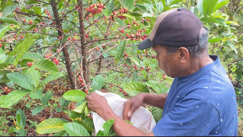 Kelompok Tani Floresta Kembangkan Kopi di Hutan Lindung Nunukan, Sudah Ada Pasar hingga Luar Daerah