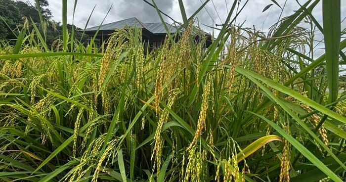 Lahan-sawah-dan-hamparan-padi-di-Malinau-Kota-stjnhg.jpg
