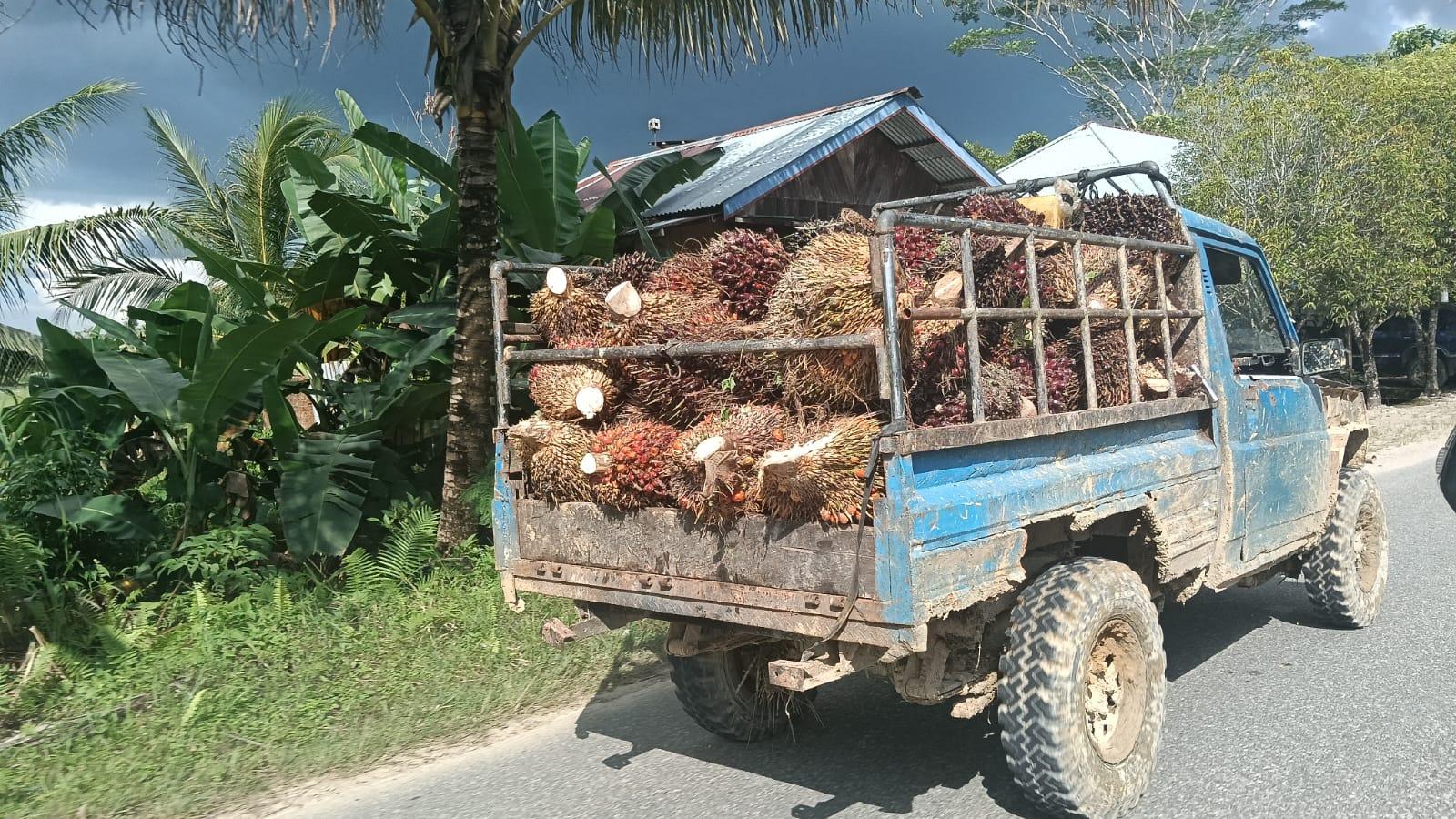 Pemkab Bulungan Andalkan Sektor Perkebunan dan Migas, Jadi Sumber Pendapatan Daerah