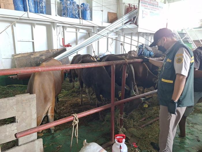 Sapi Kurban dari Parepare Mulai Banjiri Nunukan Jelang Idul Adha, Balai Karantina tak Diam