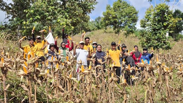 Manfaatkan Lahan 1 Hektare, Polisi di Sebatik Timur Nunukan Panen Belasan Karung Jagung