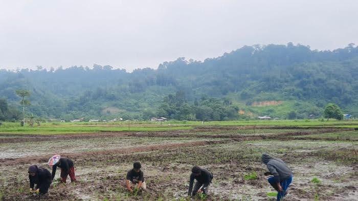 Produksi Beras di Malinau Kaltara Naik 946 Ton, Luas Lahan Bertambah 240 Hektare