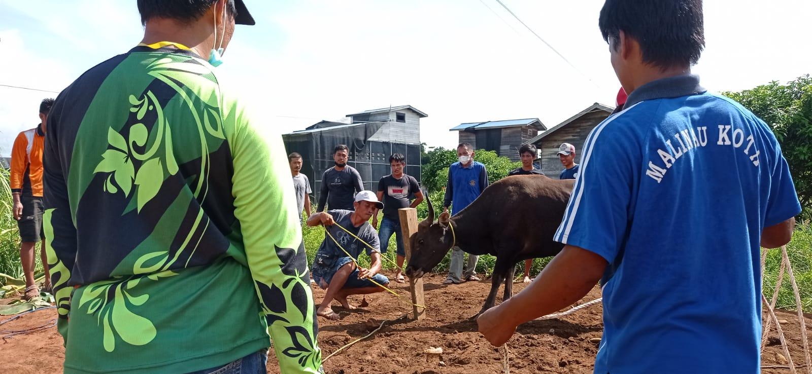 Jelang Idul Adha 2022, Bupati Tana Tidung Ibrahim Ali Siapkan 3 Ekor Sapi Kurban, PHBI KTT Sebut ini