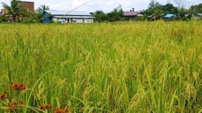 Pupuk Organik Hayati Bantu Tingkatkan Hasil Tanam Petani di Malinau, Tapi Terkendala Izin Edar