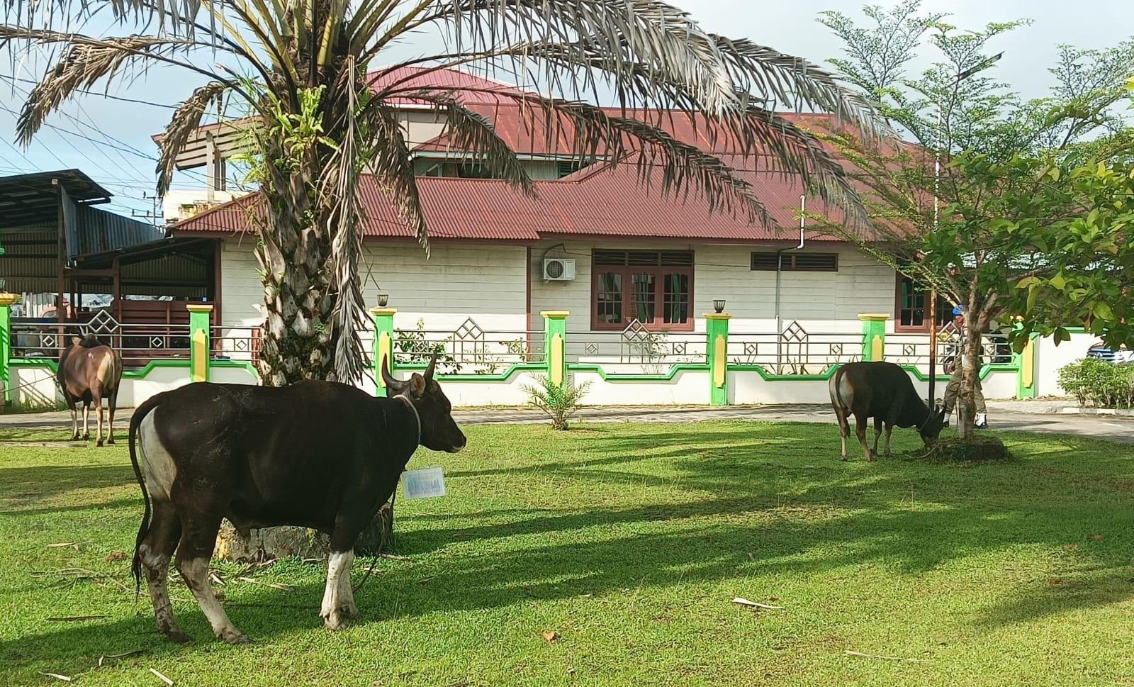 Sapi-kurban-di-Malinau-18052026.jpg