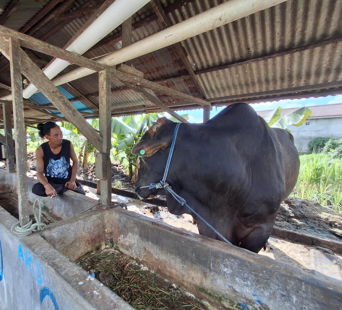 Sapi-limousin-di-Tarakan-01-29052026.jpg