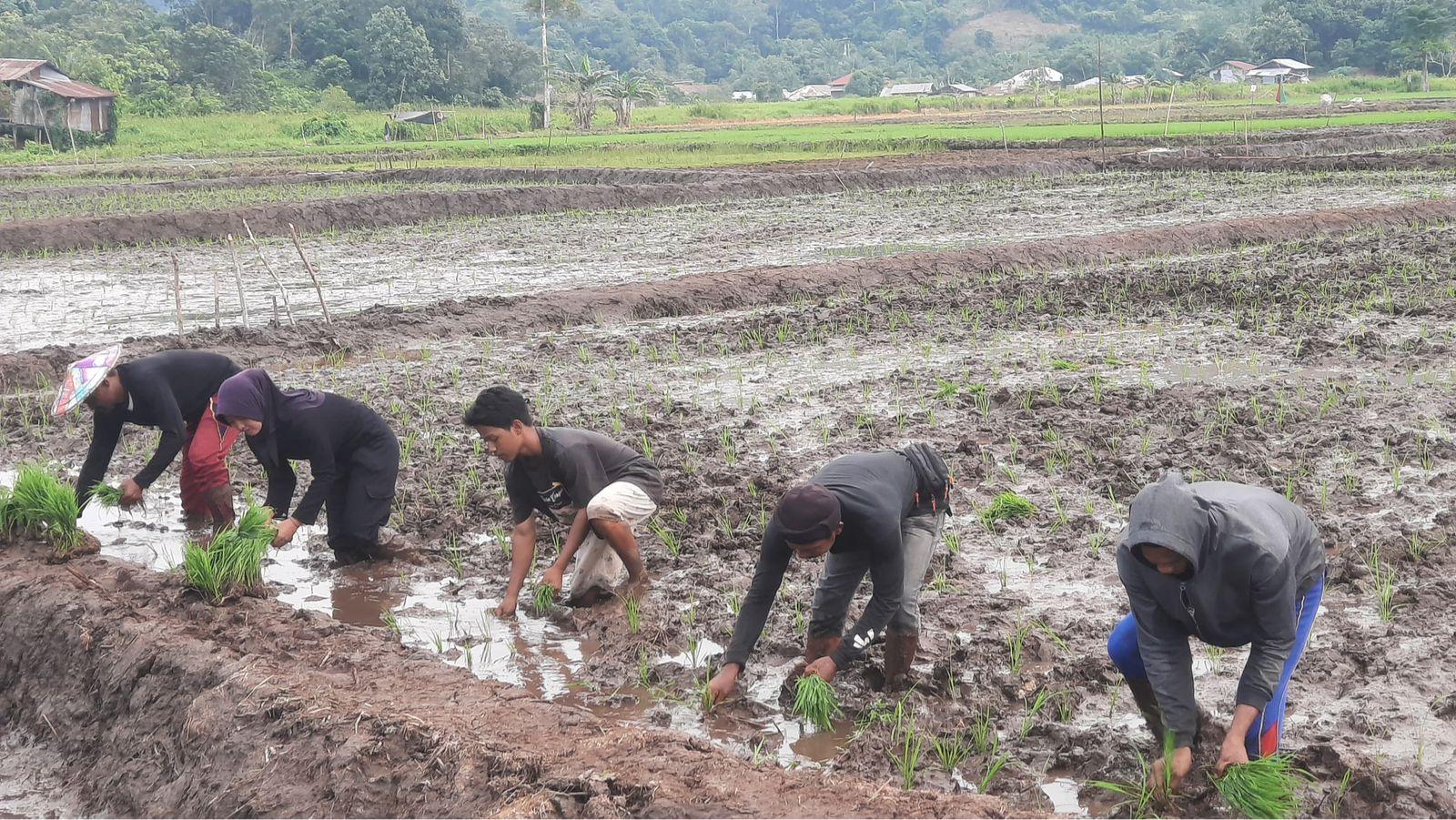 Dispertan Malinau Kaltara Target Satgas Buka 45 Hektare Lahan Padi, Rampung Tanam Awal Agustus
